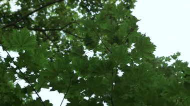 Dolly Orta Kalın Akçaağaç Yaprakları