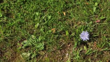 Çayırdaki Küçük Mavi Çiçek 'in Dolly Yakın Çekimi