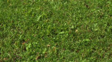 Yeşil Çimlerin Dolly Yakın Çekimi, Meadow