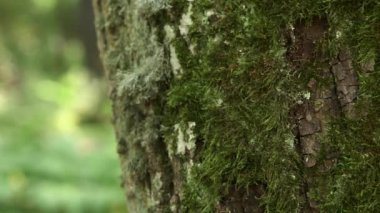 Tamamen Yosunlu Ağaç Gövdesinin Yakın Çekimi