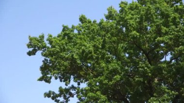 Dolly Geniş Çekim Kalın Meşe Yaprağı