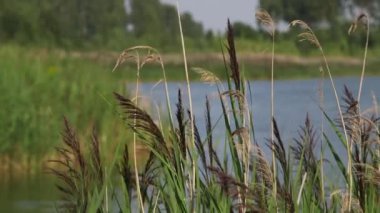 Sazlıkların Dolly Yakın Çekimi Rüzgarda Yavaşça Sallanıyor