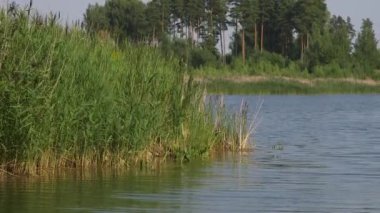 Dolly Wide Shot of Fabulous Lake Bay with Reeds and Pines and Other Trees