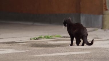 Sokakta Beyaz Noktalı Siyah Kedi 'nin Yakın Çekimi