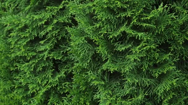 Dolly Thick Thuja Leaves — 비디오