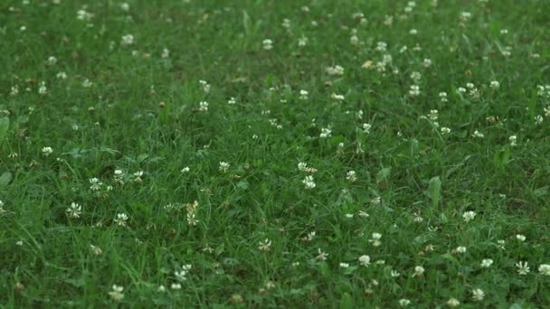 Dolly Close Shot Meadow Blooming White Clover — Stock Video