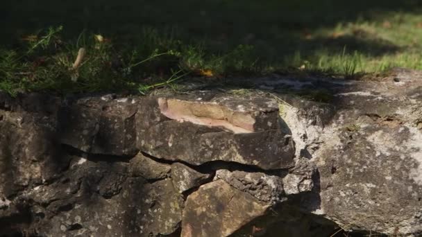 Долли Закрывает Кусочек Хрупкого Руина — стоковое видео
