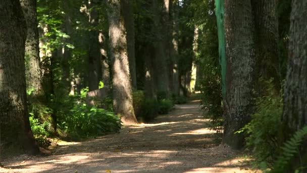 Dolly Wide Shot Von Fabelhaftem Kiesweg Zwischen Bäumen Auf Friedhof — Stockvideo