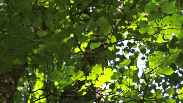 Dolly Medium Shot Thick Aspen Foliage — Vídeo de Stock