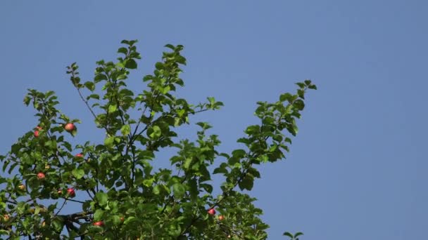Static Wide Shot Apple Top Con Manzanas Maduras Rojas — Vídeos de Stock