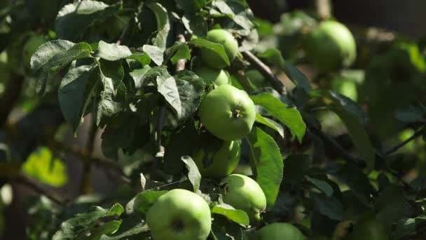 Static Primer Plano Tiro Manzanas Verdes Una Sucursal Apple — Vídeos de Stock