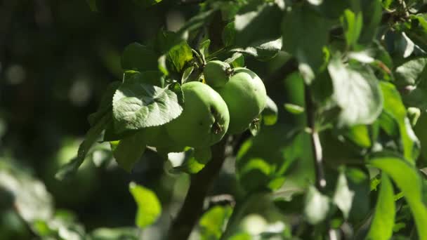 Static Nahaufnahme Von Grünen Äpfeln Auf Einem Apfelzweig — Stockvideo