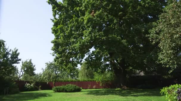 花园中的巨大橡木的多利宽射门 — 图库视频影像
