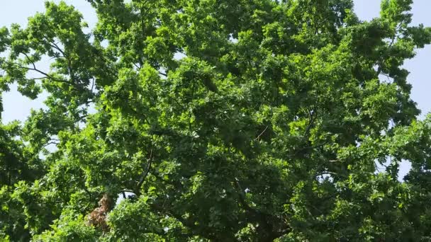 庭で巨大なオークのパニングダウンワイドショット — ストック動画