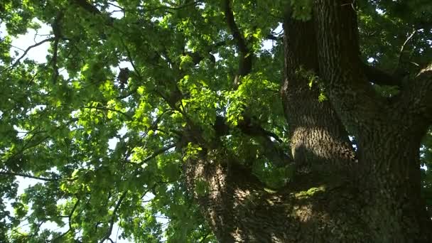 Падение Среднего Дерева Ствола Гигантского Дуба — стоковое видео