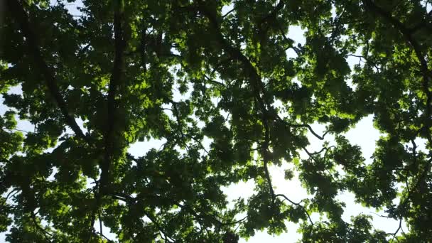 全身上下充满阳光的巨型橡木护身符全身而退 — 图库视频影像