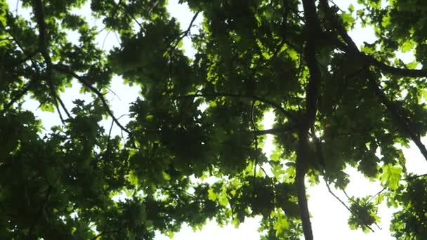 Dolly Wide Shot Huge Oak Foliage Sun Enchendo Quadro Inteiro — Vídeo de Stock