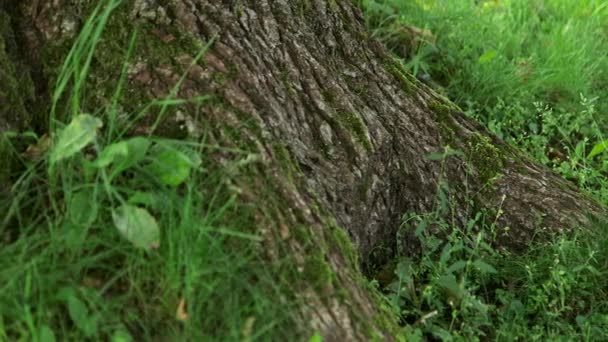 Dolly Κοντινό Πλάνο Του Mossy Giant Oak Base Ρίζες — Αρχείο Βίντεο