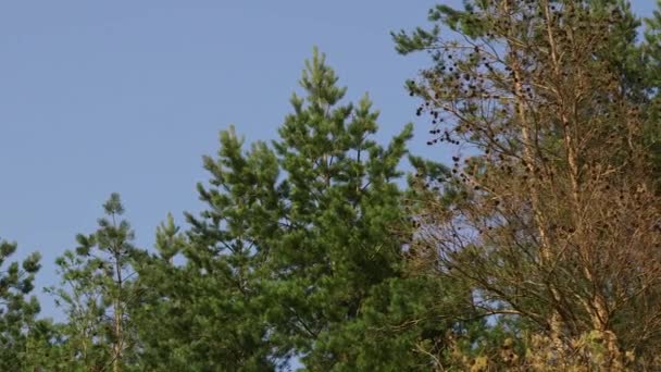 Dolly Szerokie Ujęcie Bushy Pine Tops One Dead Pine Tree — Wideo stockowe