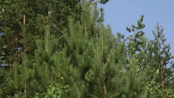 Dolly Medium Shot Spruce Mixed Tree Forest — Stock Video