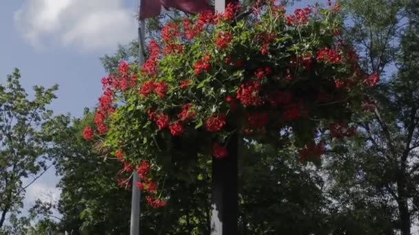 一丛丛红花挂在灯柱上 — 图库视频影像