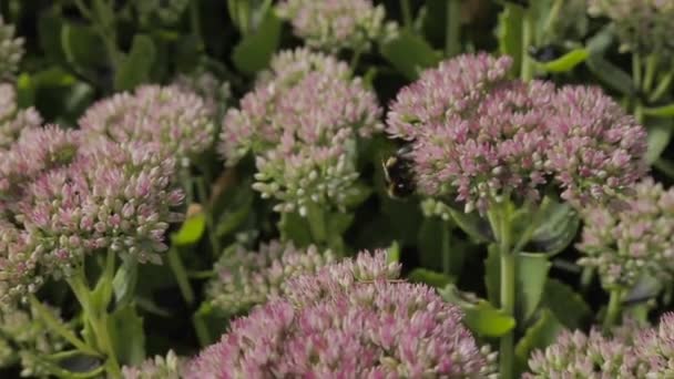Bumblebee Busca Néctar Una Flor Rosada Regordeta — Vídeos de Stock