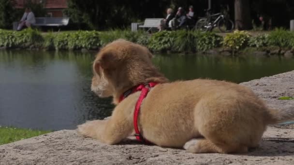 Parktaki Küçük Kahverengi Sevimli Köpek Yavrusu — Stok video