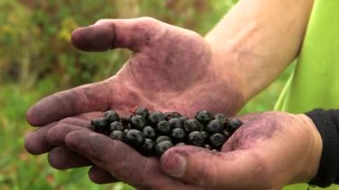 Çiftçi Olgun Aronias 'ı Ellerinde Tutar, Bir Elden Diğer Eline Döker. Boğaz üzümleri bir süs bitkisi ve bir gıda fabrikası olarak yetiştirilir. Ekşi Böğürtlenler daha sık işleniyor..