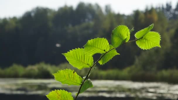 Big Green Leaves Swing Wind Lake Ile Alder Branch Bazı — Stok video