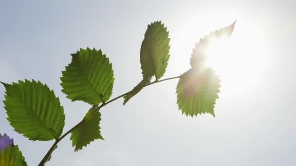 Отделение Ольхи Большими Зелеными Листьями Качающимися Ветру Против Солнца Catkins — стоковое видео