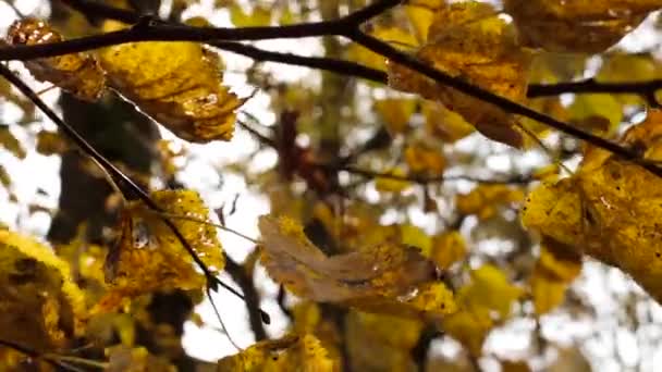 Żółta Lipa Jesienią Przeciwko Słońcu Lipy Głównie Duże Wieloletnie Drzewa — Wideo stockowe