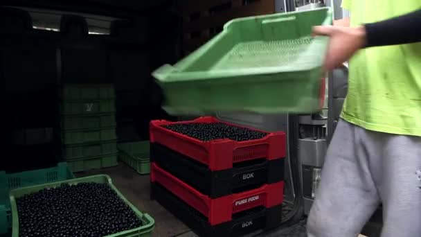 Empregado Leva Caixas Cheias Aronias Carro Chokeberries São Cultivadas Como — Vídeo de Stock