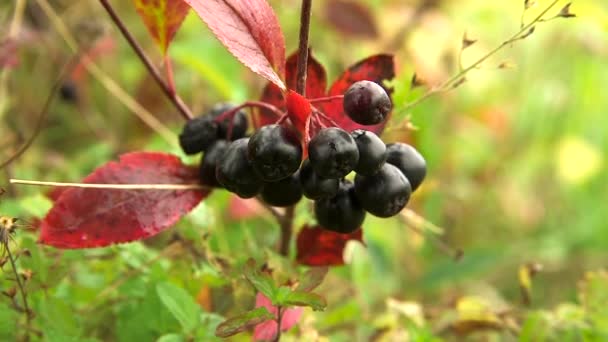 Amadurecer Aronia Berries Bush Com Folhas Verdes Vermelhas Chokeberries São — Vídeo de Stock