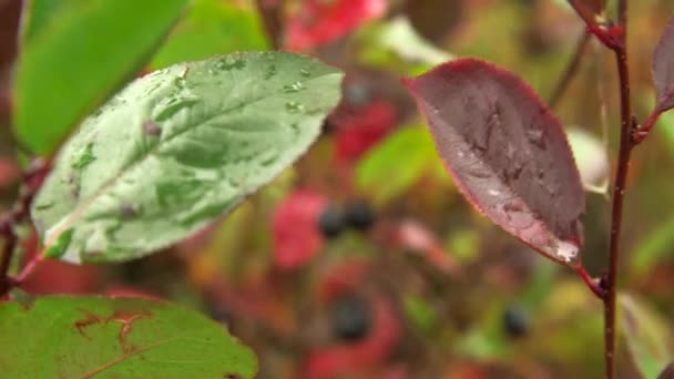 Amadurecer Aronia Berries Bush Com Folhas Verdes Vermelhas Chokeberries São — Vídeo de Stock