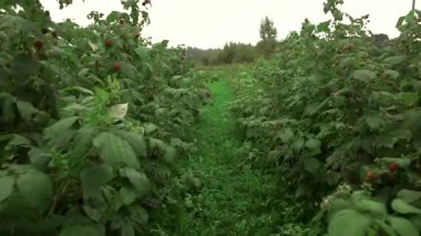 Kamera, Ahudududulu Çalıların Arasında Olgun Meyvelerle Kayıyor. Ahududu Kuzey Avrupa ve Kuzey Amerika 'da yetiştirilir ve tüm olarak da dahil olmak üzere çeşitli şekillerde yenir..