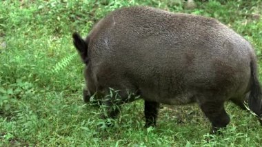 Ormandaki Yabandomuzu Yiyen Çimenler 'in yakın çekimi. Yaban domuzu ya da Vahşi Domuz, Avrasya Domuzu, Vahşi Domuz, Avrasya ve Afrika 'ya özgü bir Suid domuzdur..