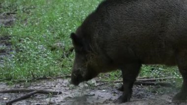 Orman Çayırında Küçük Diş Yürüyüşü yapan Yaban Domuzu. Yaban domuzu ya da Vahşi Domuz, Avrasya Domuzu, Vahşi Domuz, Avrasya ve Afrika 'ya özgü bir Suid domuzdur..