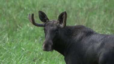 Yakından Küçük Boynuzlu Genç Geyik Kameraya Bakıyor. Geyik ya da Geyik (