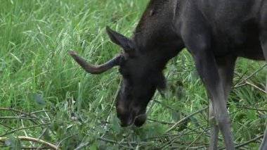 Küçük Boynuzlu Genç Geyik Çayırdaki Çalı Yaprakları Yiyiyor. Geyik ya da Geyik (