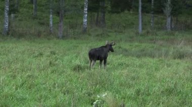 Ormanda Yürüyen ve Sıçan Küçük Boynuzlu Genç Geyik. Geyik ya da Geyik (