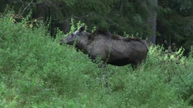Orman Çayırında İnek Geyiği Yemek ve Kamera 'ya Bakmak. Geyik ya da Geyik (