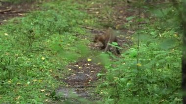 Ormanda Kaçan ve Sıçrayan Köstebek. Stoat (Mustela Erminea), ayrıca Avrasya Erminesi olarak da bilinir, Beringian Ermine Avrasya ve Kuzey Amerika 'nın yerlisidir..