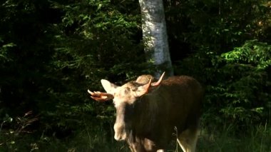 Ormanda Yürüyen Küçük Boynuzlu Genç Geyik. Geyik ya da Geyik (