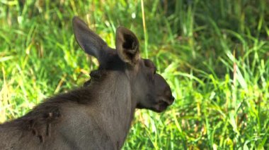 Genç Geyik Çocuk Yakından Bakınıyor. Geyik ya da Geyik (