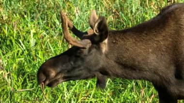 Küçük Boynuzlu Genç Geyik Orman Çayırı 'na Bakınıyor. Geyik ya da Geyik (