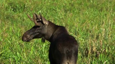 Küçük Boynuzlu Genç Siyah Geyik Orman Çayırına Bakınıyor. Geyik ya da Geyik (