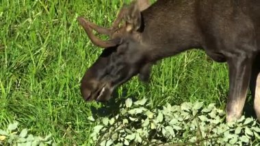 Küçük Boynuzlu Genç Siyah Geyik Orman Çayırında Yemek Yiyor. Geyik ya da Geyik (