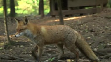 Kızıl Tilki Ormanda Koşar, Bir anlığına Kameraya Bakar. Bir Kızıl Tilki 'nin insanlarla uzun bir ortaklık geçmişi vardır. Uzun süredir böcek ve kürk taşıyıcısı olarak avlanırlar..