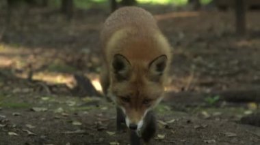 Kızıl Tilki Kameraya Yaklaştı ve Yakından Bakıyor. Güzel Fox Portresi. Bir Kızıl Tilki 'nin insanlarla uzun bir ortaklık geçmişi vardır. Uzun süredir böcek ve kürk taşıyıcısı olarak avlanırlar..