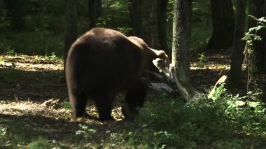 Büyük kahverengi ayı ormanda yürüyor ve bir şeyler yiyor. Kahverengi Ayıların Ortalama Ömrü 25 Yıl Avrasya ve Kuzey Amerika 'da Bulundu.